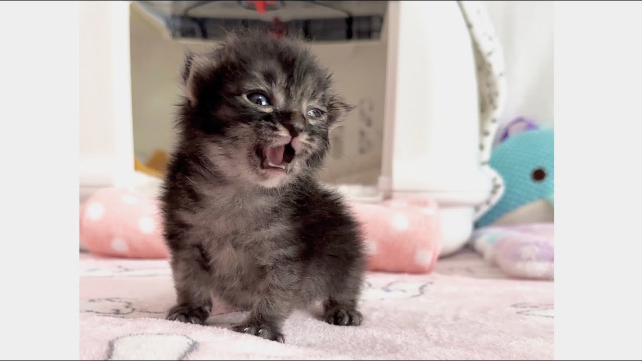 どこに行ったの？と鳴いて探す赤ちゃん猫　生後18日【アオちゃん日記#16〜青い秋空〜】Baby cat meowing and looking for. 子猫