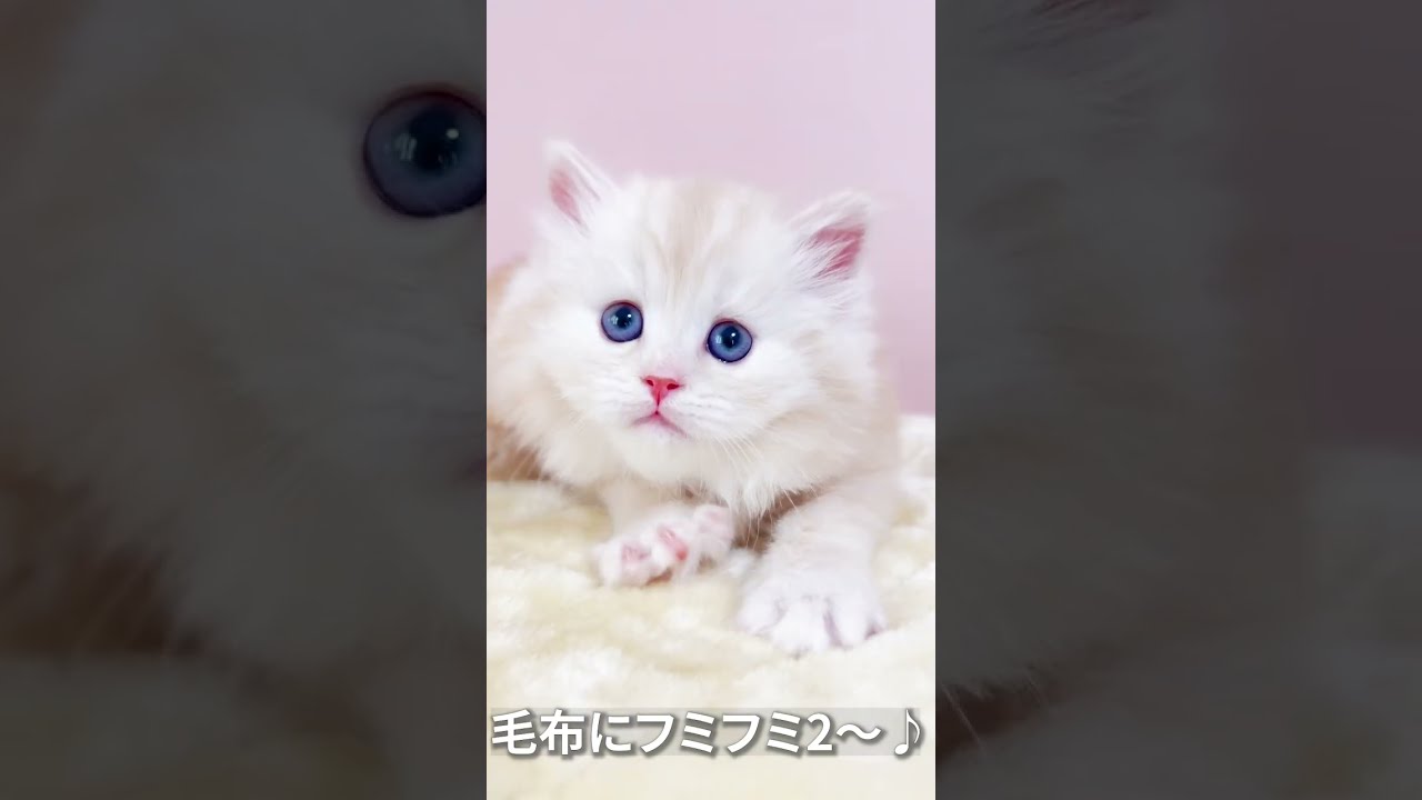 子猫のフミフミは神２✨#マンチカン #子猫 #マンチカン子猫 #shorts #ミヌエット