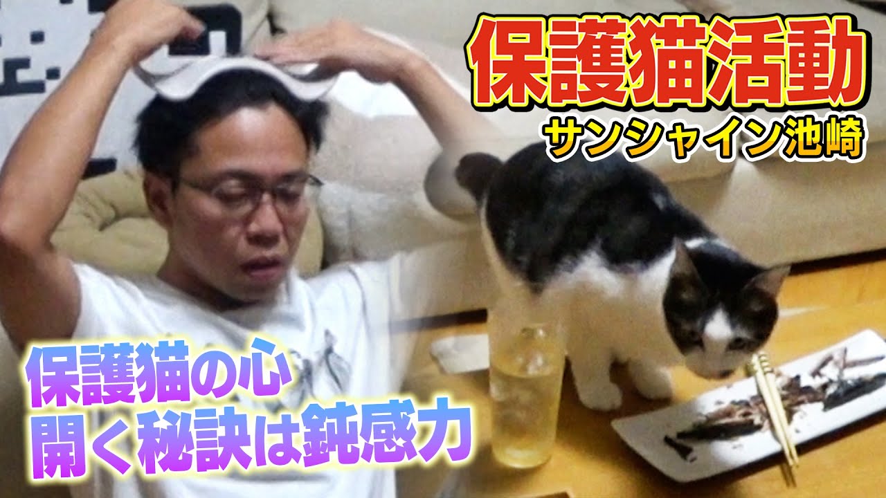 【サンシャイン池崎】保護猫のりしおの心を開く１番の秘訣は鈍感さ！？【預かりボランティア】