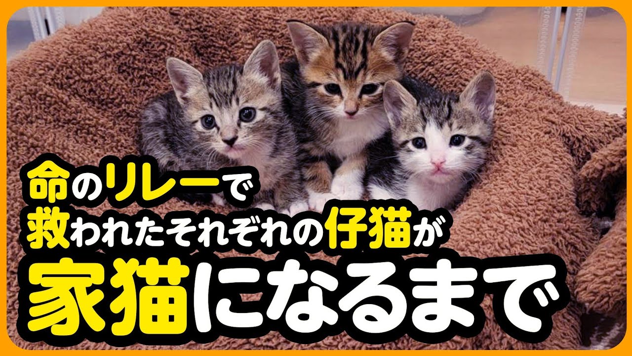 【祝！卒園】命のリレーで救われた小さな命が 幸せな家猫になるまで【まとめ】