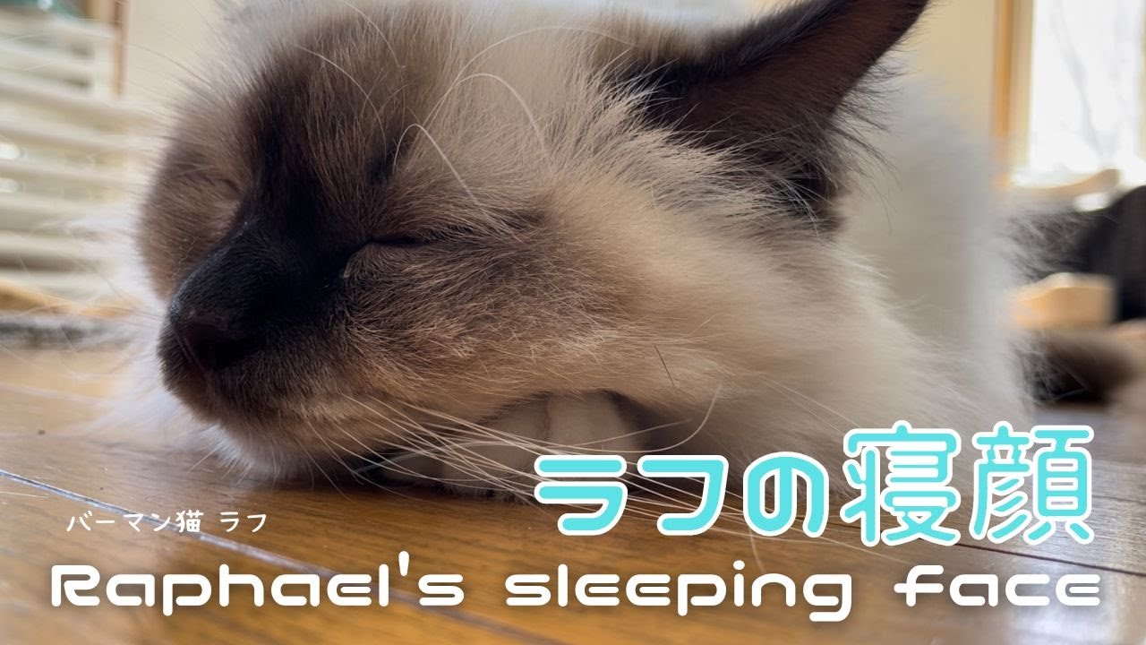 バーマン猫ラフ【ラフの寝顔】Raphael's sleeping face（バーマン猫）Birman/Cat