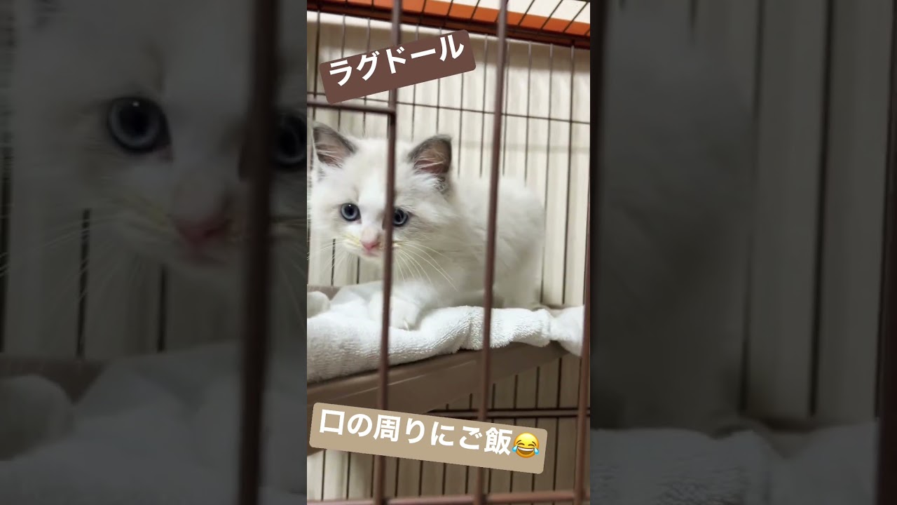 初日の新入りにゃんこ＃ラグドール #shorts