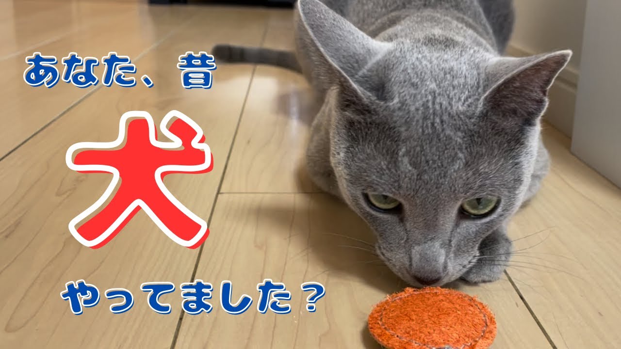 投げたおもちゃを主に届けてくれるかわいい猫【ロシアンブルー】
