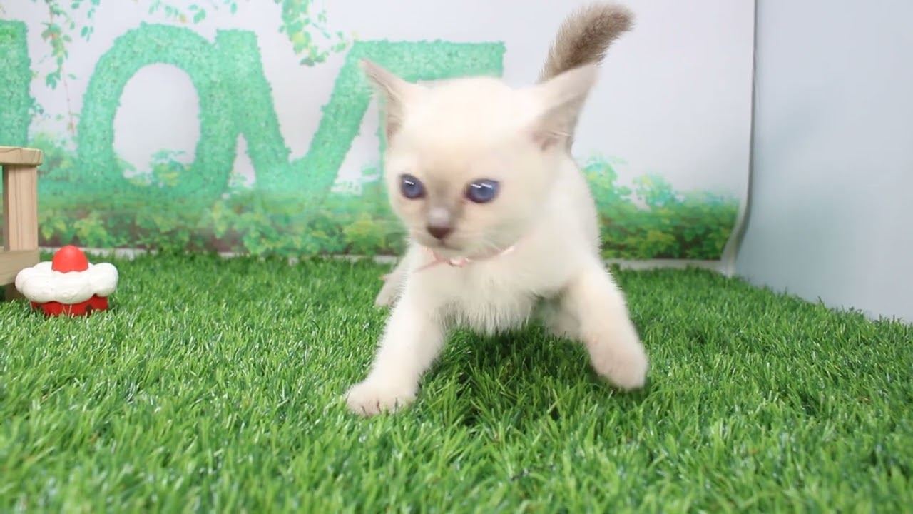 Coo&RIKU　No624772　トンキニーズ