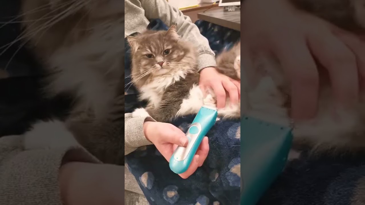 毛が長い故のサイベリアン猫の悩み#shorts