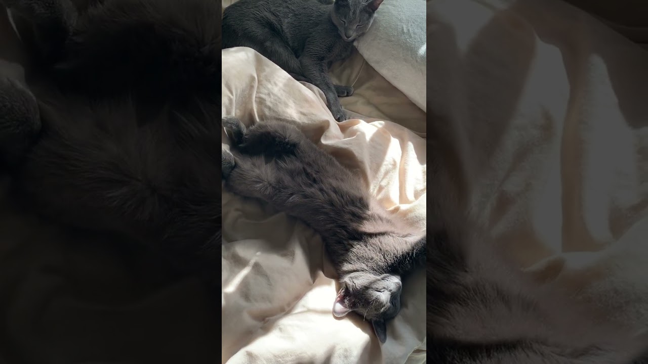 [3匹のロシアンブルー] リリの大胆ポーズ♪ 女の子なんだから。#shorts