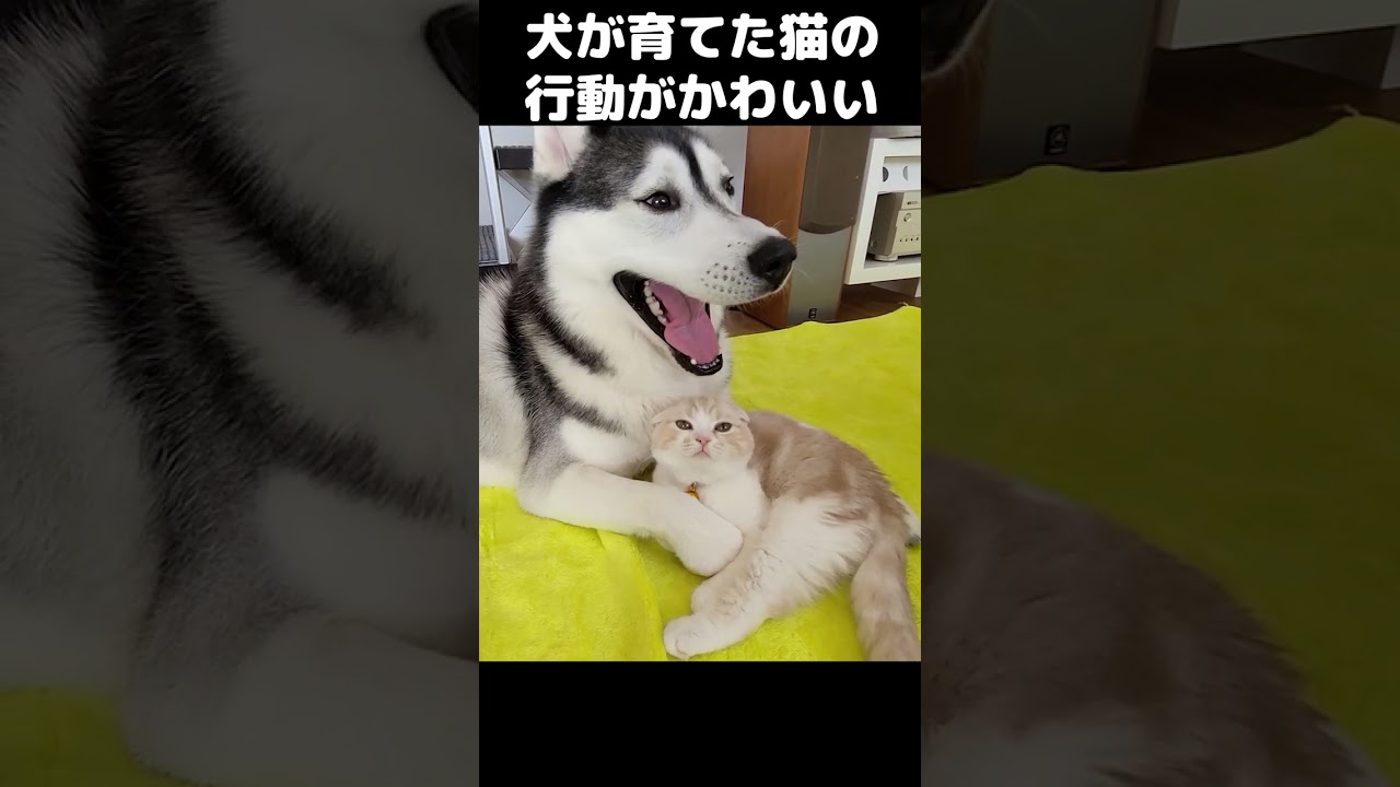 猫と犬がかわいすぎて悶絶する動画 #猫 #dog #cat