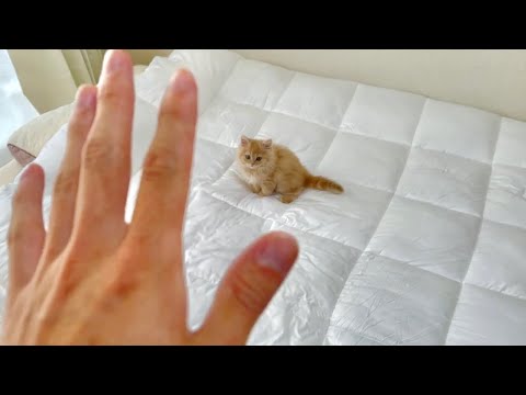 子猫の初めてのお留守番を隠し撮りしたら、涙なしには観れない結果に...