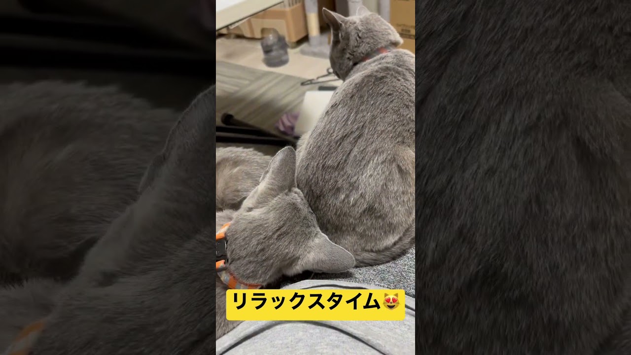 猫ちゃんリラックスタイム#ロシアンブルー #猫 #子猫 #子猫 #catcute #catcute #兄弟猫 #かわいい猫 #足乗り猫