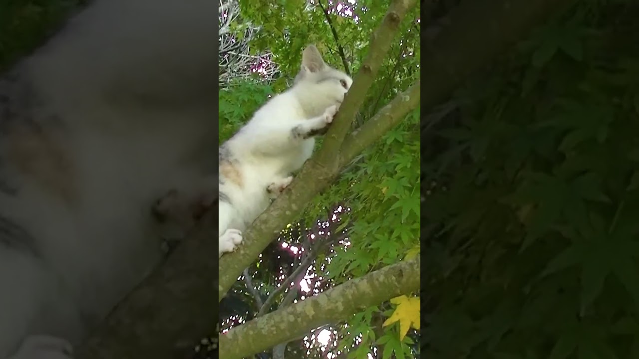 生まれて初めて木登りをした子猫のネコ吉 #Shorts