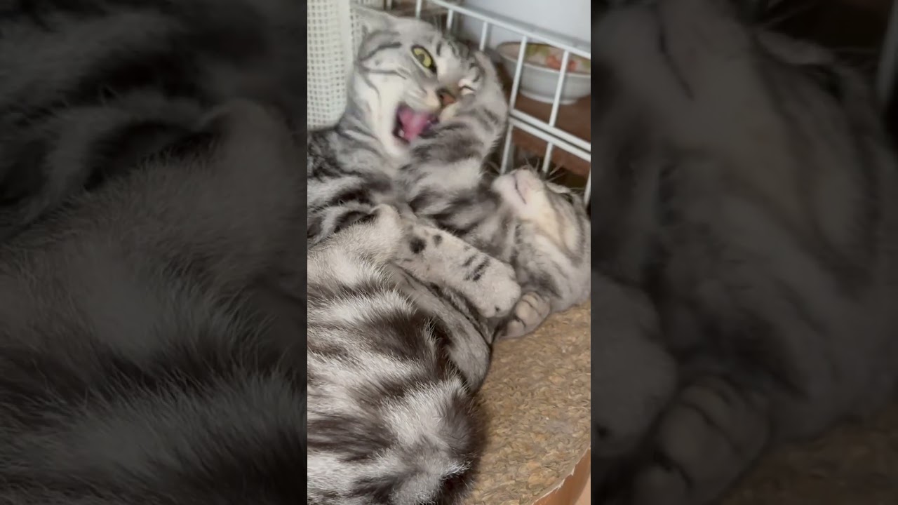 【アメショー】らてとかぶ #アメショ #アメショー #アメリカンショートヘア