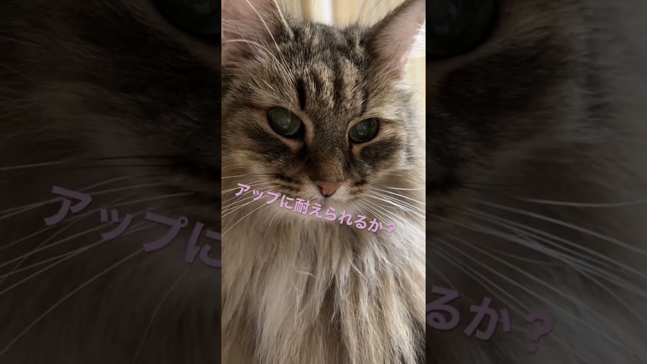 #cats #cat #猫 #ノルウェージャンフォレストキャット #かわいい猫 #shorts #かわいい