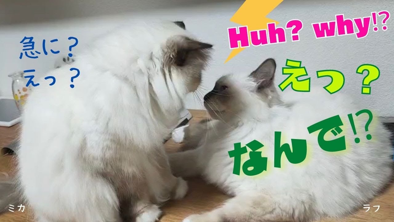 急に怒り始めるバーマン猫【えっ？なんで⁉︎】Huh？why⁉︎（バーマン猫）Birman/Cat
