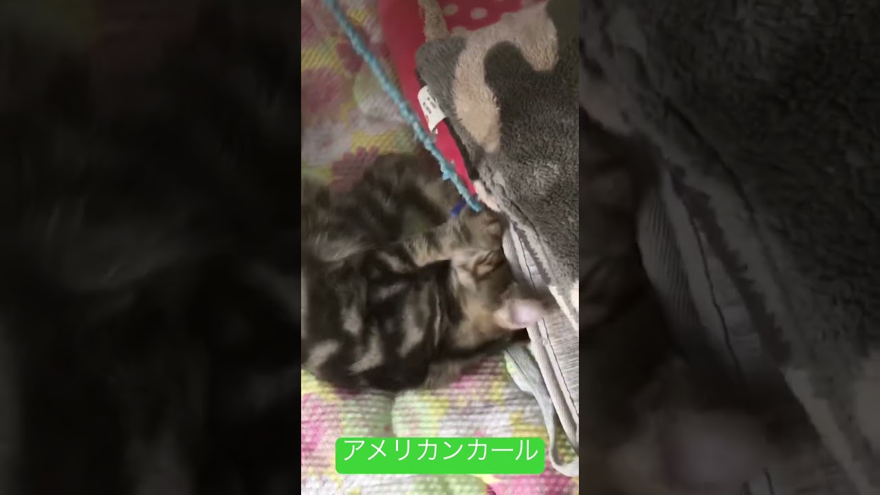アメリカンカールの子猫