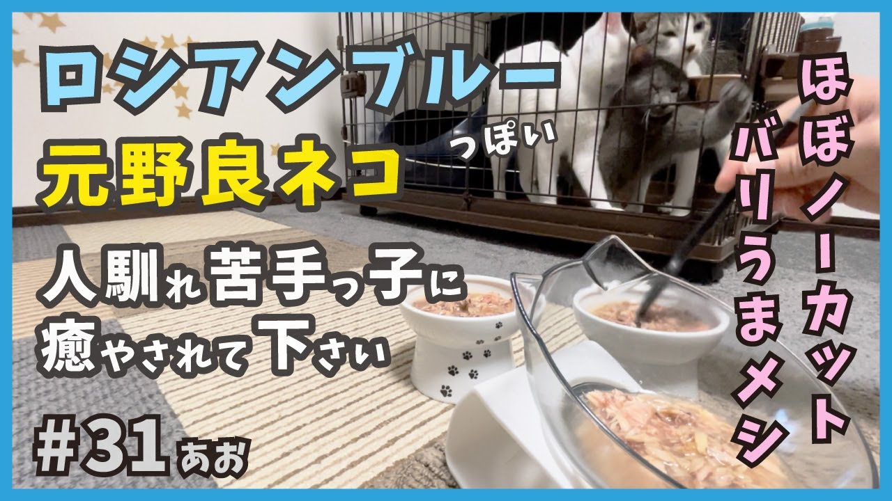 31 ほぼノーカット版、ロシアンブルーっぽい元野良猫が金だしを爆食い！【あお・迷い子猫はプチ怪獣】
