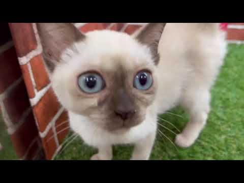 ペットショップCoo&RIKU　00575923　トンキニーズ