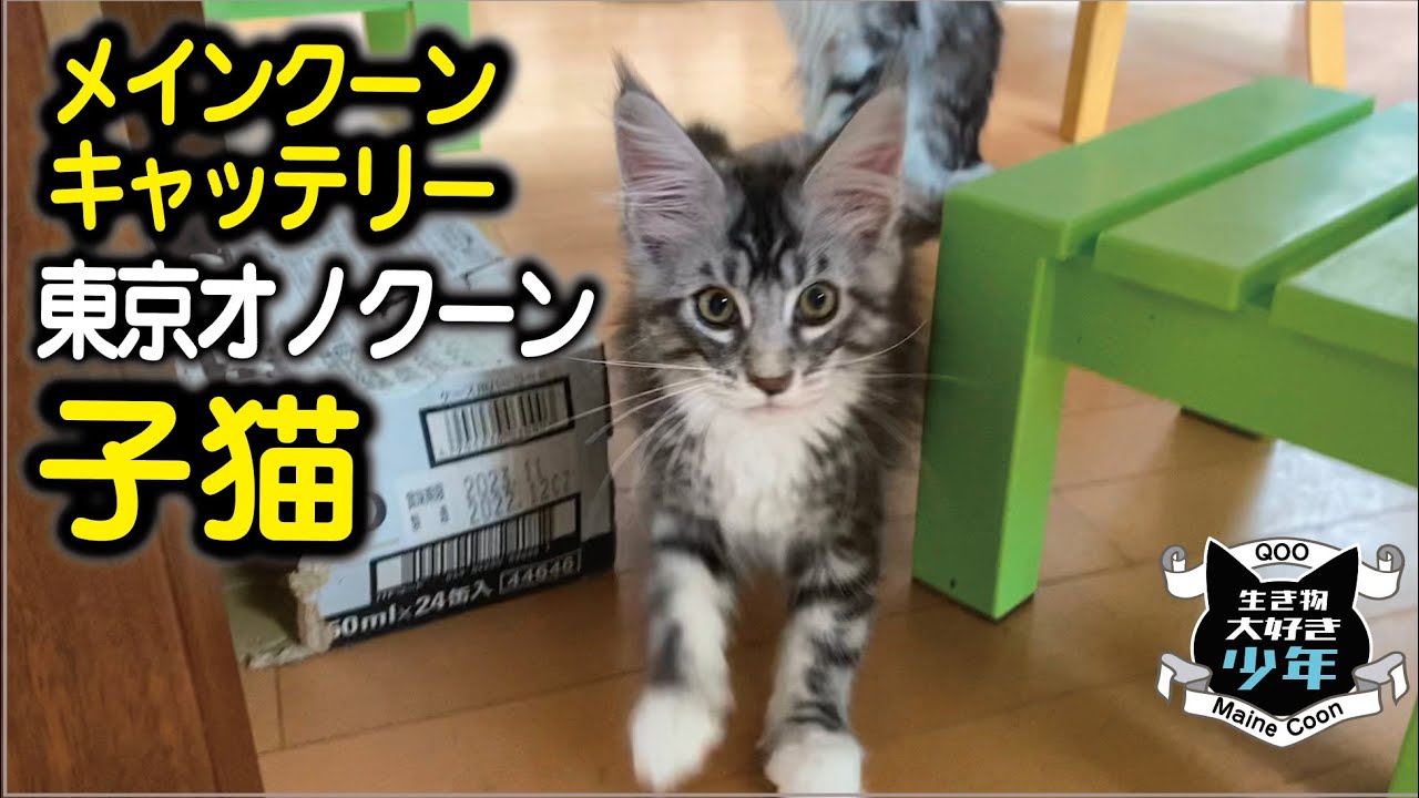 メインクーンの可愛い子猫がたくさん♪東京オノクーン