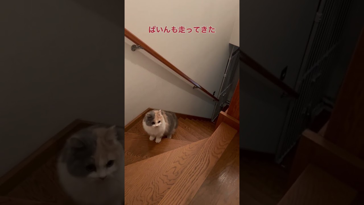 部屋に帰ってくる猫達。ブリティッシュショートヘアあんず＆ぱいん。 #猫 #猫のいる暮らし