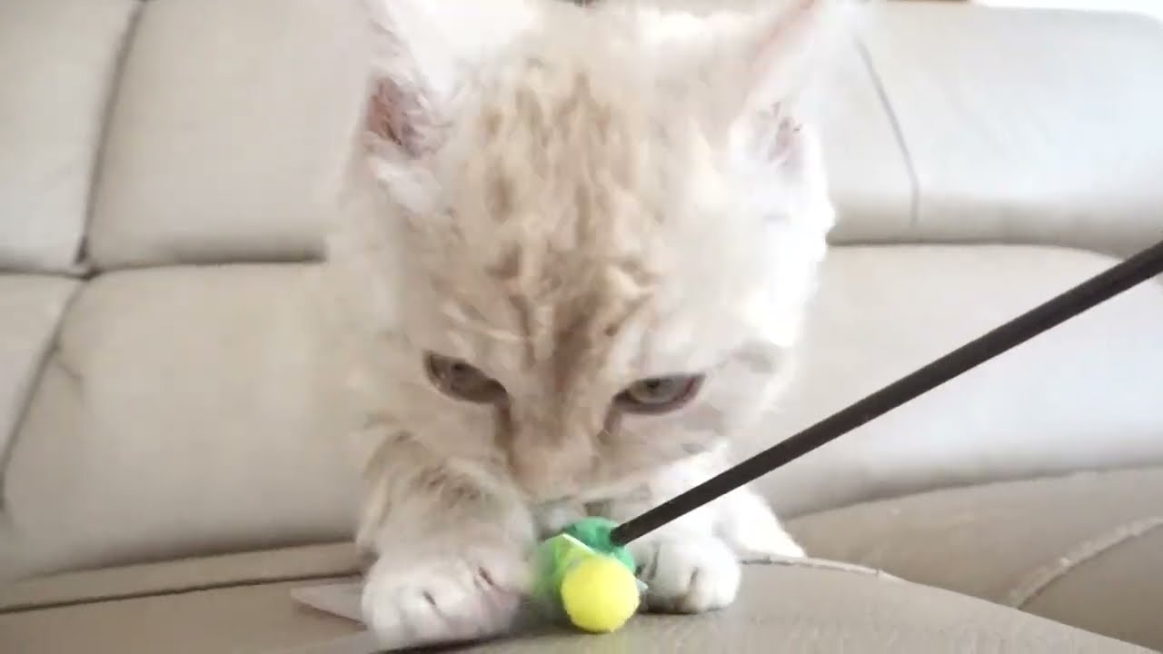 セルカークレックス子猫　2023.1.5産まれ 　クリーム　女の子　シーダキャット猫のお店　Selkirk Rex