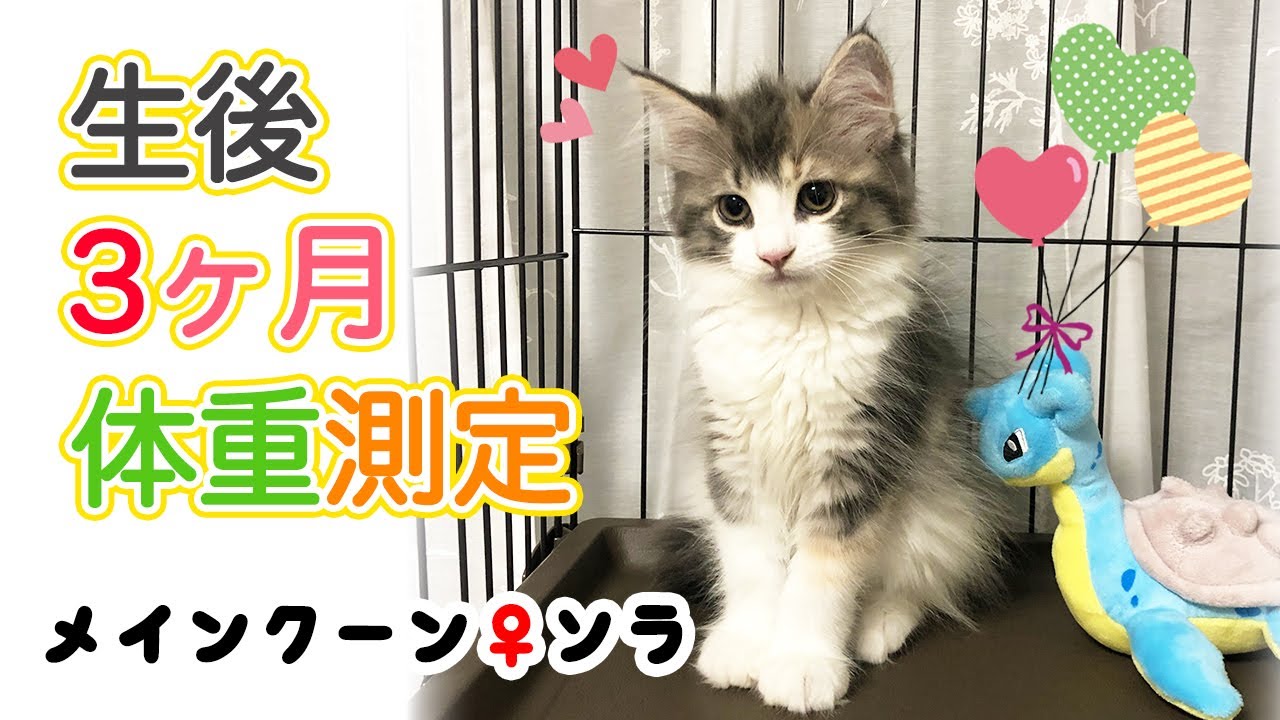 生後3ヶ月🌼メインクーン妹ソラの体重と様子のご報告🌈
