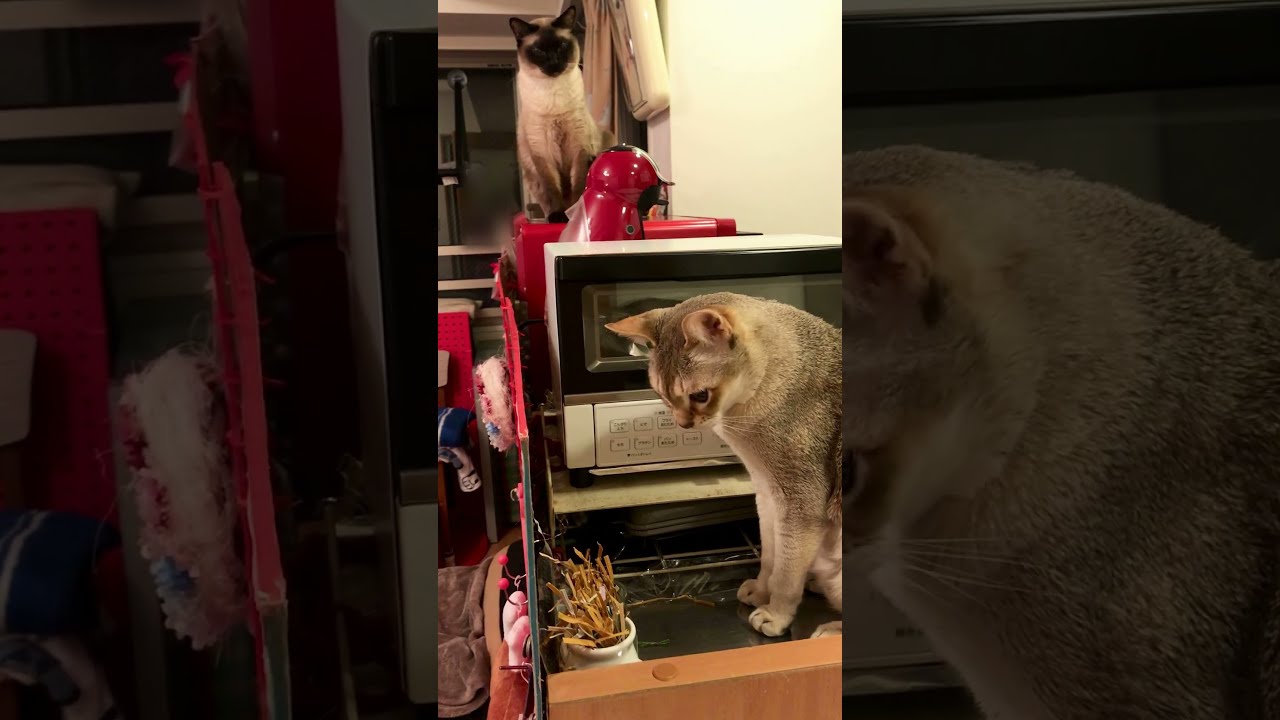 ネジネジで遊びながらご飯待ちのシンガプーラなのにゃ♪