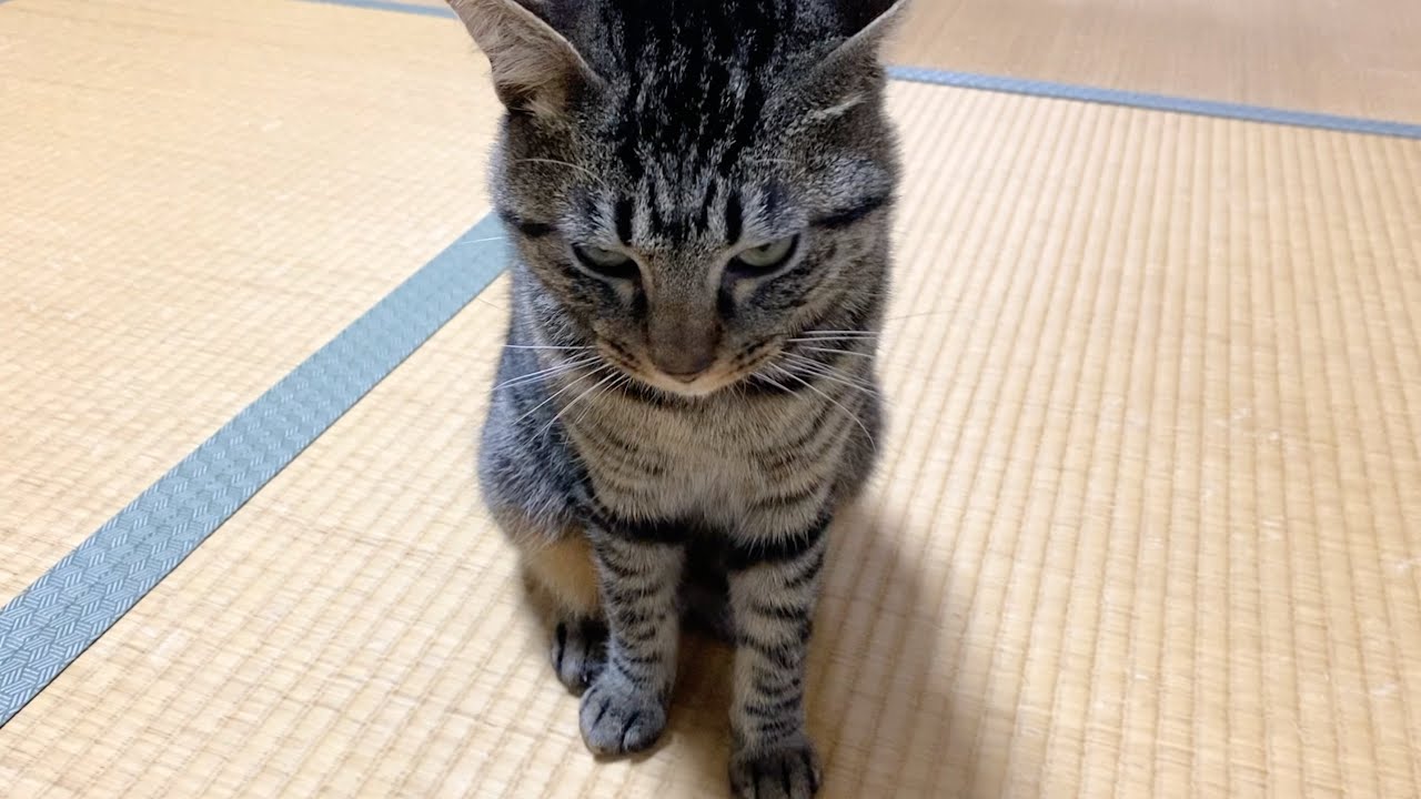 子猫の名前を間違えて呼んだらブチギレて襲ってきました...