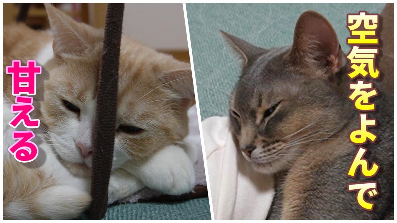 空気を読んで甘えにくる猫が愛おしい【スコティッシュフォールド】【アビシニアン】