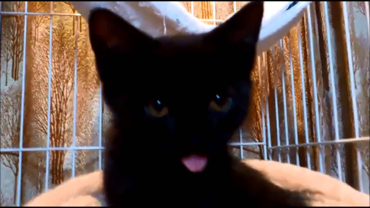 黒猫（ボンベイ）ベロが出てますぞ！