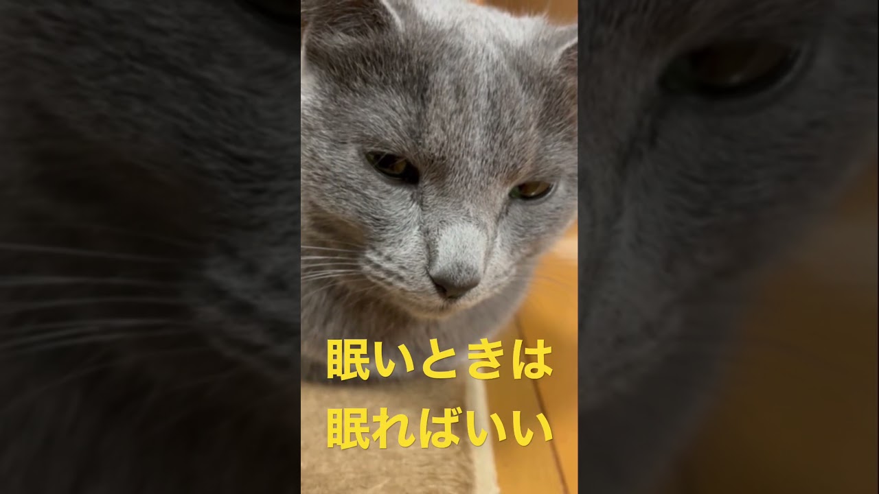 眠くても寝ない猫（ロシアンブルー）#shorts