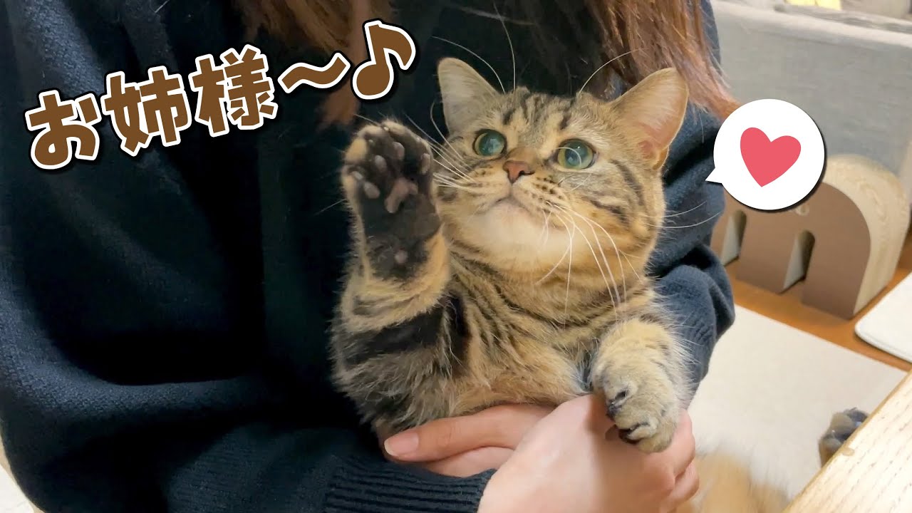 姉のことが大好きすぎてママのことは見向きもしない猫！
