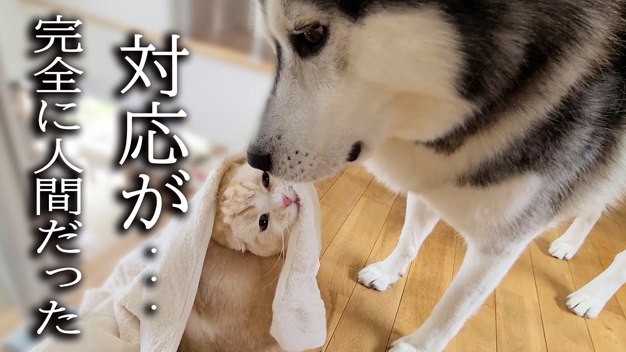 子猫のイタズラを目撃して怒ったら犬の対応がまるで人間のようだった