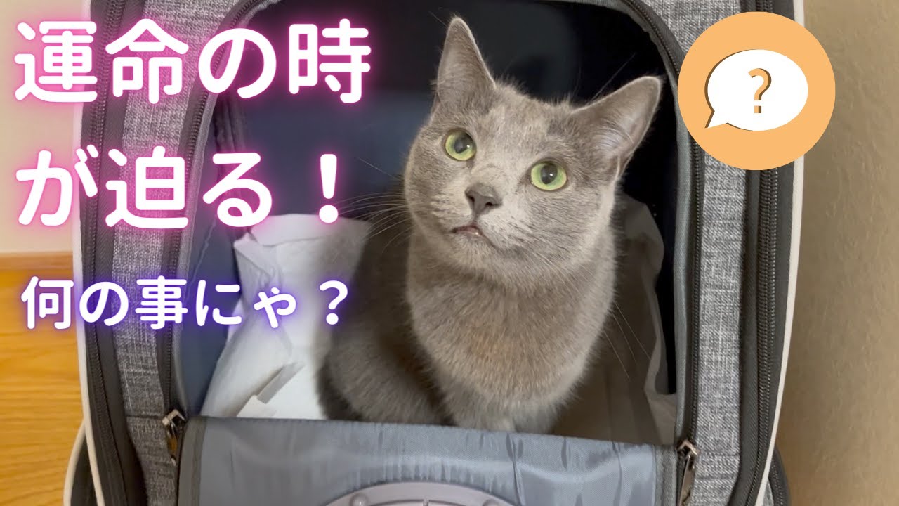 明日の予定を知らない猫（ロシアンブルー）
