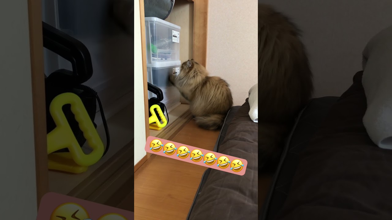 【おもしろ動画♪】かわいいペルシャ猫