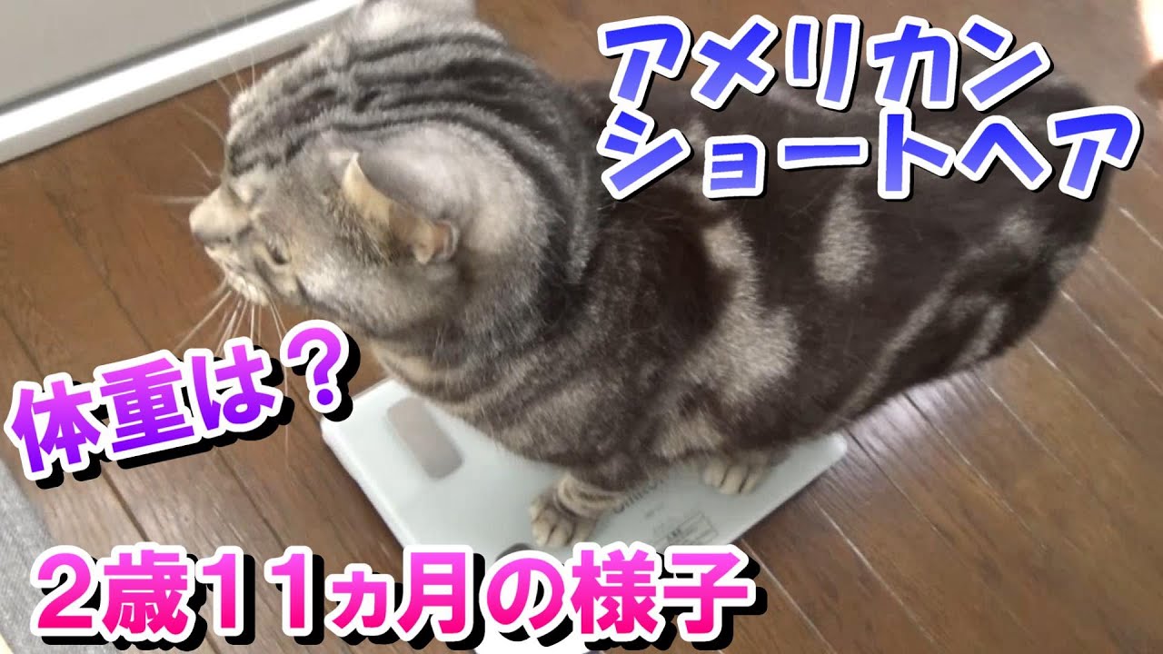 ２歳１１ヵ月の様子！体重は？（アメリカンショートヘア）