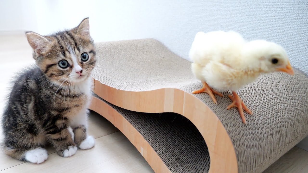 Kitten Titi is surprised to meet a tiny chick for the first time!