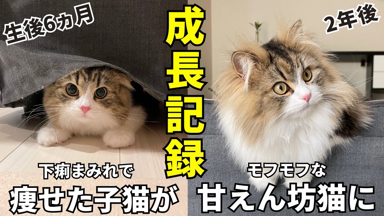【子猫の成長記録】痩せっぽちなサイベリアンの子猫がモフ猫になるまでの過程がこちらです
