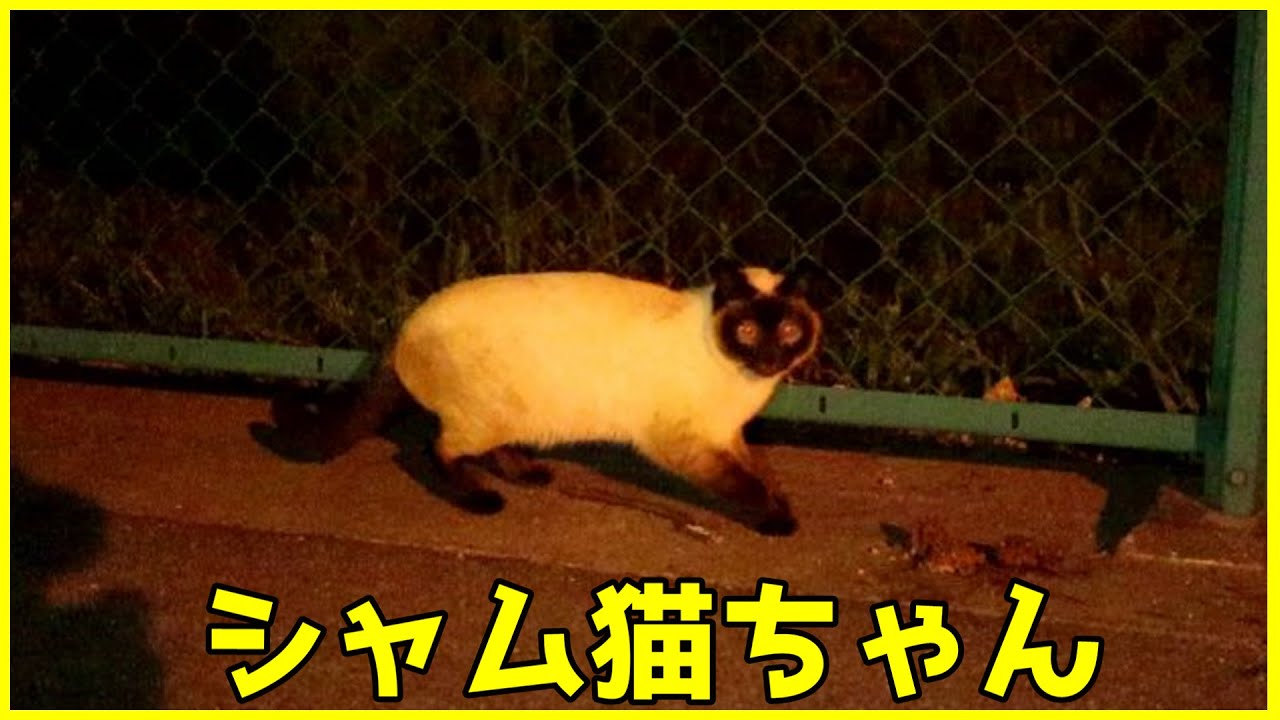 公園猫ちゃんに会いに行くと久々にシャム猫ちゃんがいました。