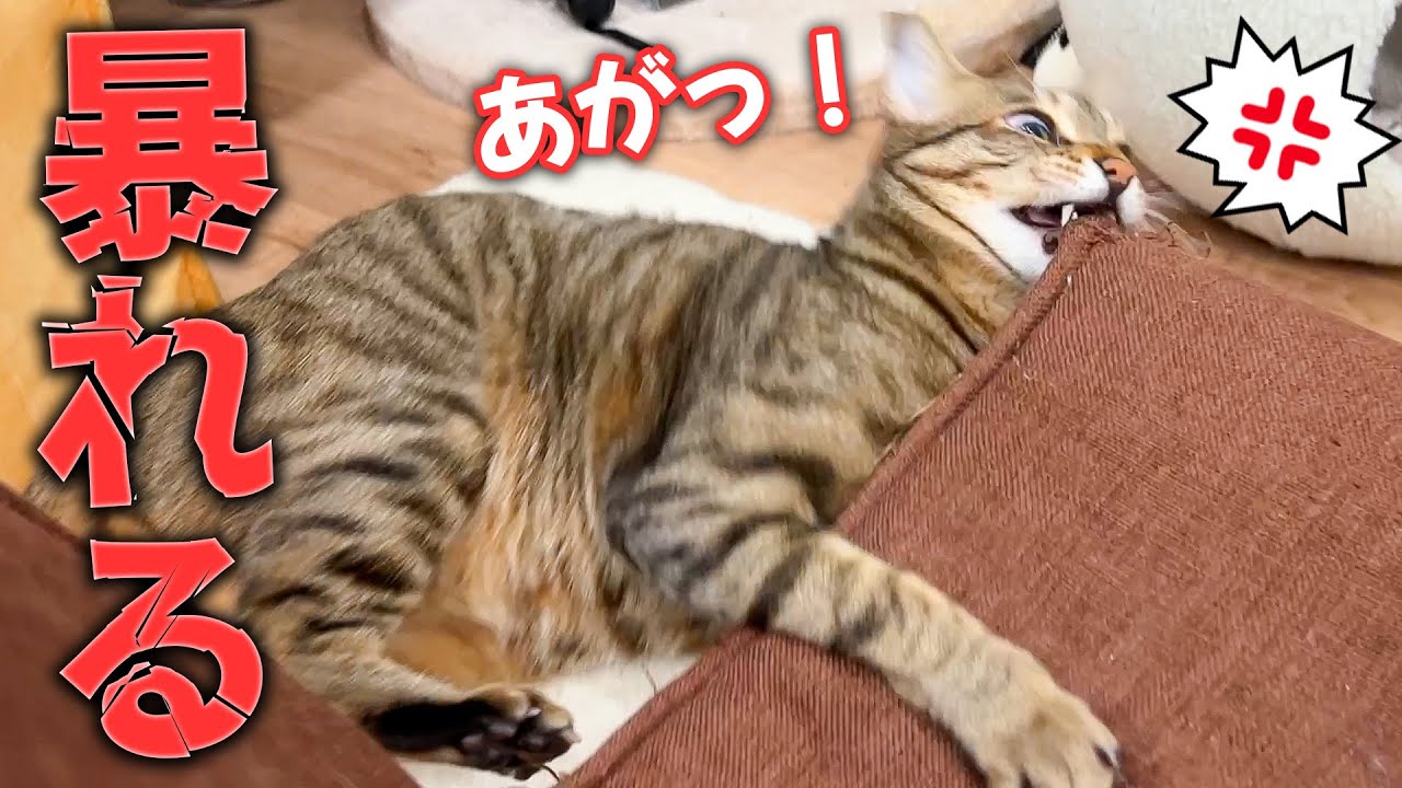 子育てのストレスで頭がおかしくなってしまった猫