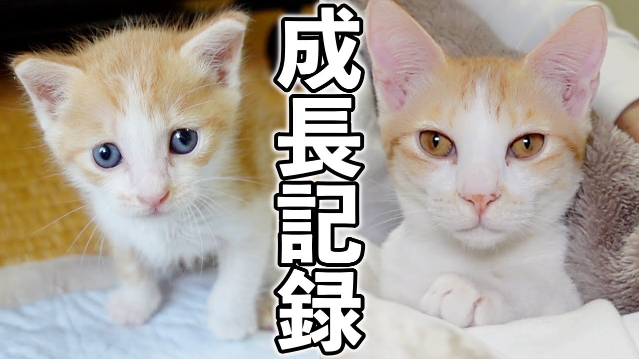 子猫が保護されてから去勢までの成長記録