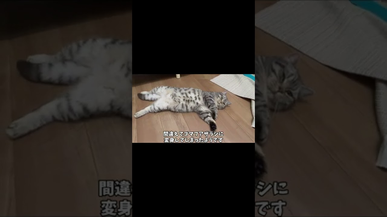仮面ライダースコティッシュフォールド。 子猫お迎えからの日記 #shorts