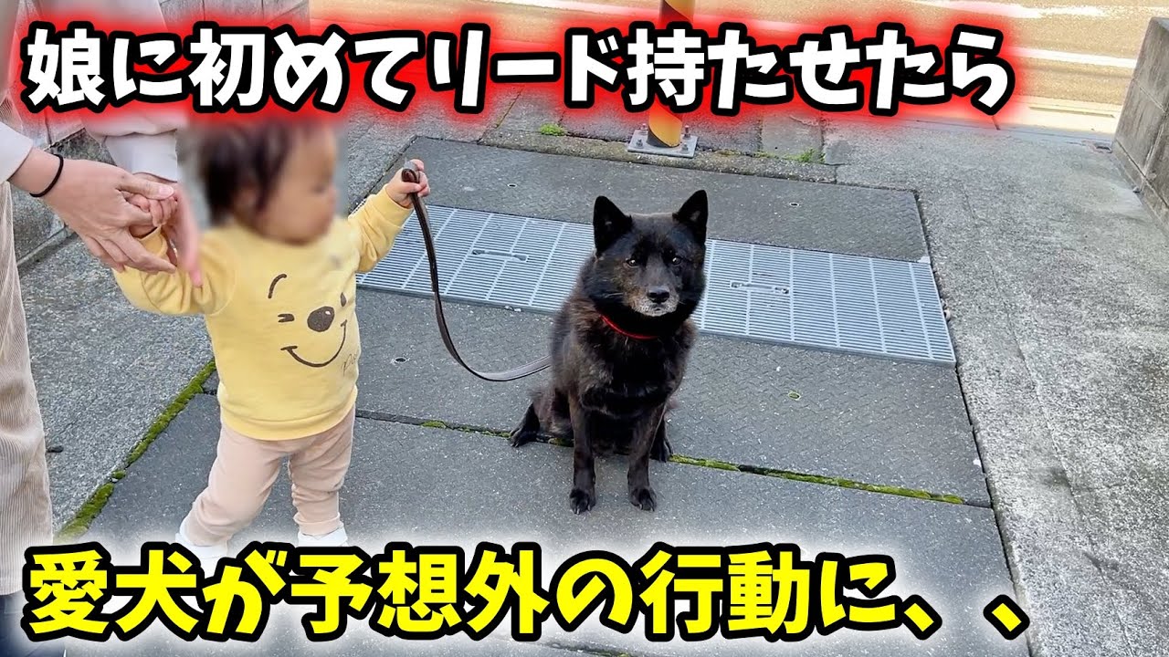 娘と初めてお散歩させようと思ったら愛犬がこうなりました