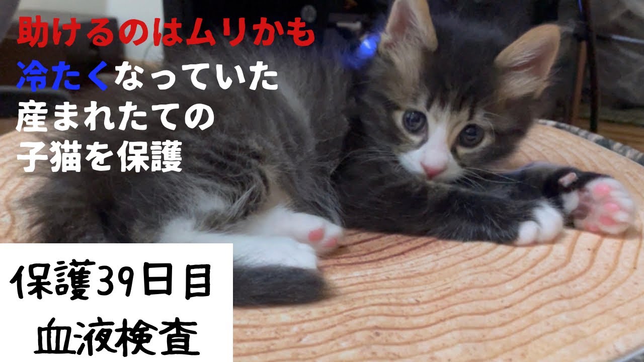 冷たくなっていた子猫の保護、39日目