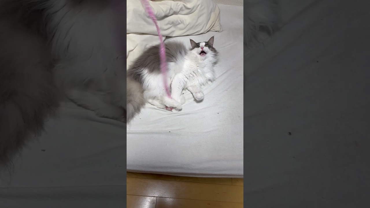 興奮して開いた口が塞がらなくなる猫【メインクーン】#shorts