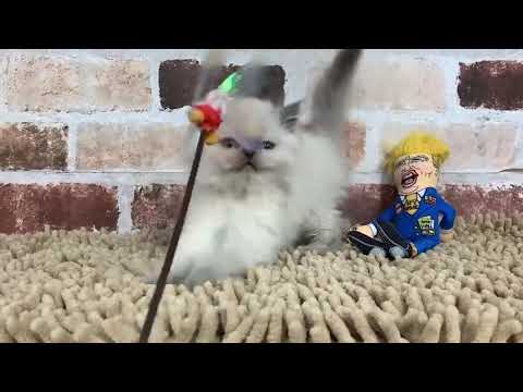 ヒマラヤン10/29♀