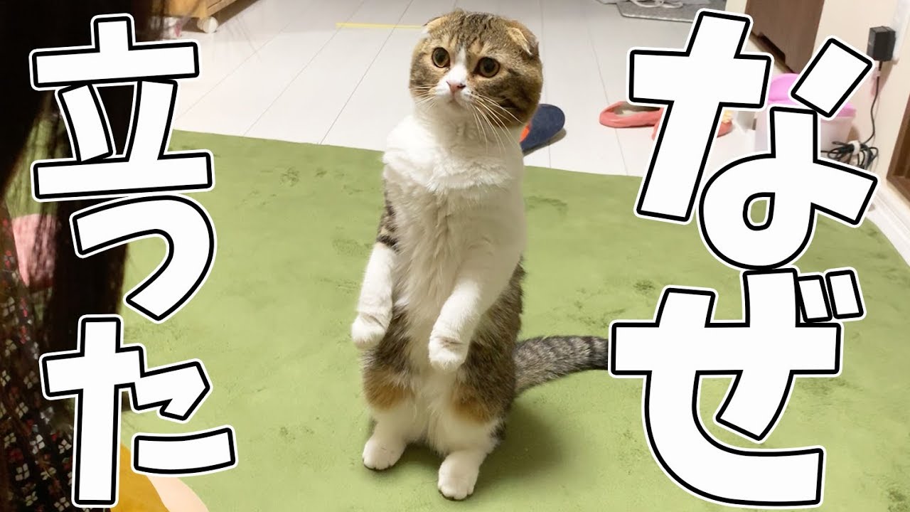 【猫】急に立ち上がったぽこ太郎【スコティッシュフォールド】