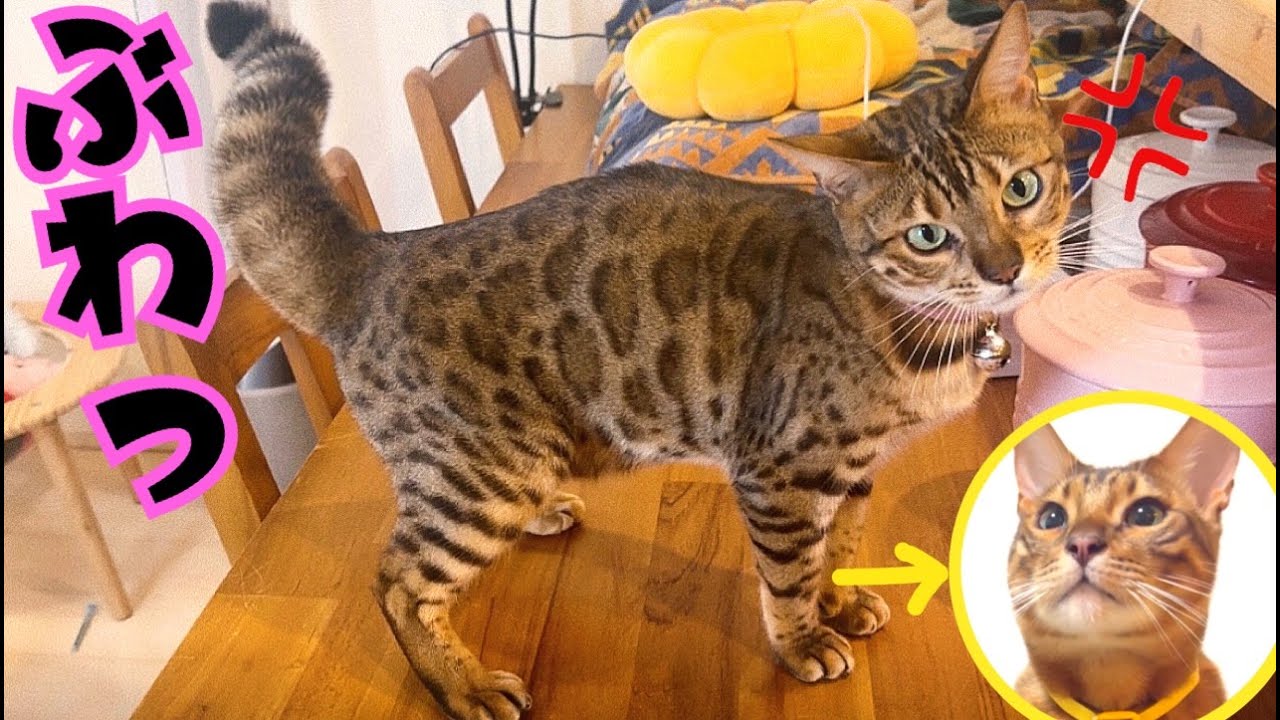 生意気な弟に姉猫リンちゃん怒ってマース！