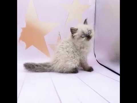 ヒマラヤン（シールポイント）の男の子（8/9生まれ）