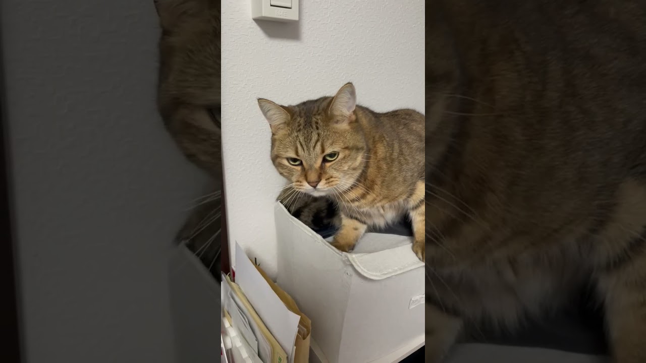 お財布からお金を取ろうとするとキレる猫…　#shorts