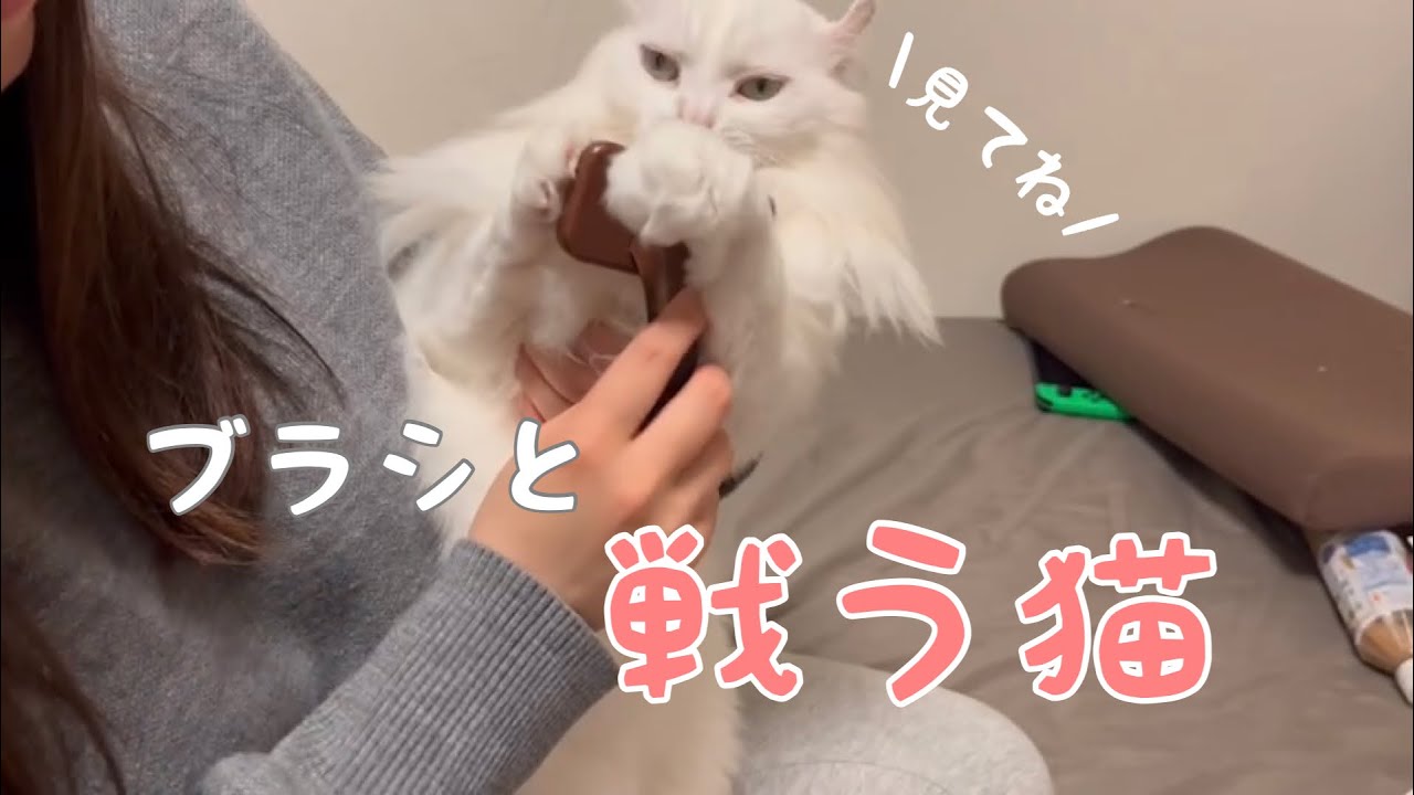 猫たちのブラッシングとちゅーる【アメリカンカール 】【ノルウェージャン 】【猫】【ブラッシング】【ちゅーる】