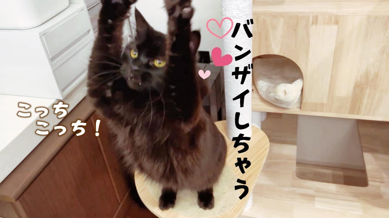 欲しい物があるとおねだりポーズする猫が可愛すぎた　700話